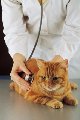увеличить Счастливчик в Королёве